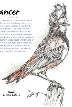  ??  ?? Cancer Crested bellbird