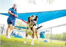 ?? JACOB LANGSTON/STAFF PHOTOGRAPH­ER ?? Orange County Animal Services volunteer Lorenna Okumoto shows 4-year-old Grover, a beagle up for adoption. The summer-long Second Annual Great Shelter Challenge among Orange, Seminole and Osceola counties gets underway today.