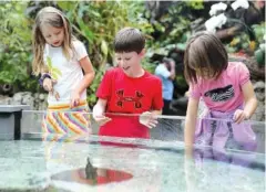  ?? STAFF PHOTO BY ERIN O. SMITH ?? Bella Blackwell, 8, Everrett Pyron, 5, and Lilly Blackwell, 5, dunk their fingers into the water as a stingray passes by at the Tennessee Aquarium on Thursday.