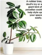  ??  ?? A rubber tree, devil’s ivy or a giant bird of paradise could help style up your space easily.