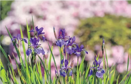  ??  ?? Miniature blue irises pop against a background of purple-pink rhodos. The small Siberian irises come from Bettyanne’s great aunt. “Not like the big bearded ones of today,” Jim says.