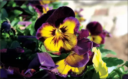  ??  ?? Southerner­s love pansies: Plant them after the heat fades and before the cold hits, give them plenty of fertilizer, and then stand back and count the blooms.