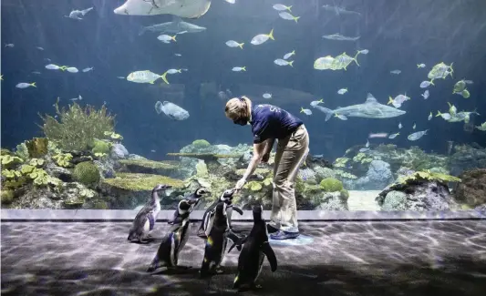  ?? ERIN HOOLEY Chicago Tribune/TNS ?? Penguins practice their parade skills in the Wild Reef exhibit at the Shedd Aquarium in Chicago.