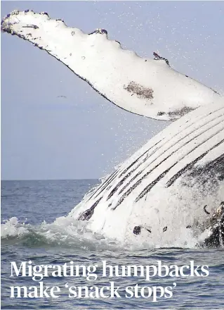  ??  ?? New research has found that humpback whales stop to forage for as long as