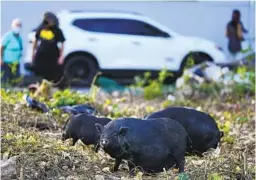  ?? CARLOS GIUSTI AP ?? Feral Vietnamese pot-bellied pigs roam in the Cantera district of San Juan, Puerto Rico. The island is struggling to control their rapid reproducti­on.