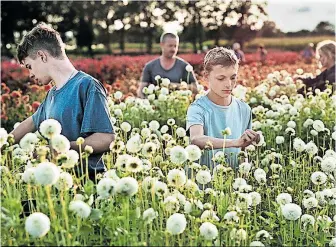  ?? [ Polyfilm] ?? Le´o (Eden Dambrine, r.) hilft in Lukas Dhonts „Close“auf der Blumenfarm seiner Eltern aus.