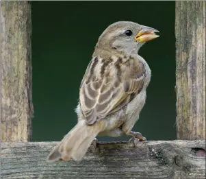  ??  ?? A house sparrow provided unwanted drama when it collided with a window