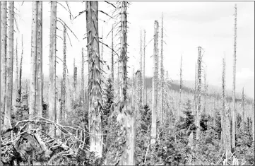  ??  ?? Photo shows pine trees killed by acid rain.