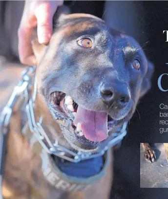  ?? CRAIG KOHLRUSS/FRESNO BEE ?? K-9 Mikey is back on duty with the Fresno County Sheriff’s Department after recovering from an accidental shooting injury. INSET: Mikey’s right front paw shows missing toes after he was shot during a call in July.