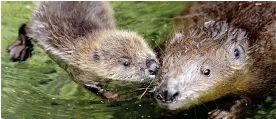  ??  ?? Controlled: Beavers can provide benefits to local ecosystems
