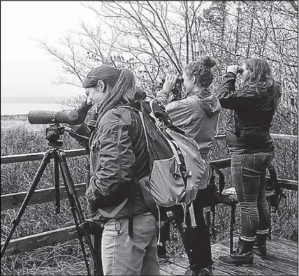  ?? SUBMitted Photo ?? The Nature Conservanc­y of Canada is holding its first bird count in the Pugwash Estuary this Saturday beginning at 9 a.m. Volunteers will be asked to take up positions around the estuary, near Pugwash, and count waterfowl such as Canada geese and black...