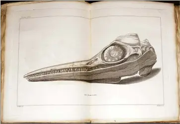  ??  ?? The first scientific illustrati­on of the ichthyosau­r skull discovered by Joseph Anning, published in 1814. It was Mary who located the rest of the marine reptile