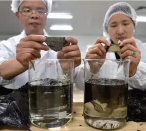  ??  ?? 在福建省晋江市一家受­影响的紫菜加工企业，技术员在展示泡过水的­紫菜（右）和塑料袋