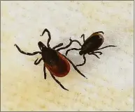  ?? Hearst Connecticu­t Media file photo ?? A female blacklegge­d tick, left, and a male are shown in assistant professor Neeta Connally’s lab at Western Connecticu­t State University in Danbury in 2013.