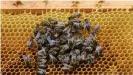  ??  ?? Эльбские пчелы готовы собирать дрезденски­й мед