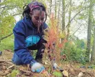  ?? MANUEL VALDES/AP ?? Earthcorps member Vanessa Ndikontar plants a tree in a restored area of Arbor Lake Park in Burien, Wash., on Oct. 27. The planting and restoratio­n are part of the city’s efforts to increase its tree canopy.