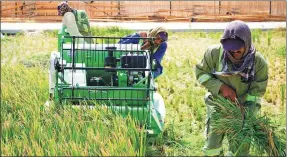  ?? PHOTO PROVIDED TO CHINA DAILY ?? Farmers harvest salt-resistant rice in Dubai, the United Arab Emirates, in an example of internatio­nal cooperatio­n under the Belt and Road Initiative.