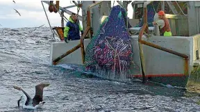  ?? GREENPEACE ?? Orange roughy is hauled aboard the deep sea trawler Corsair in internatin­oal waters in the Tasman Sea.