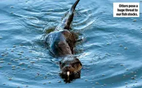  ??  ?? Otters pose a huge threat to our fish stocks.