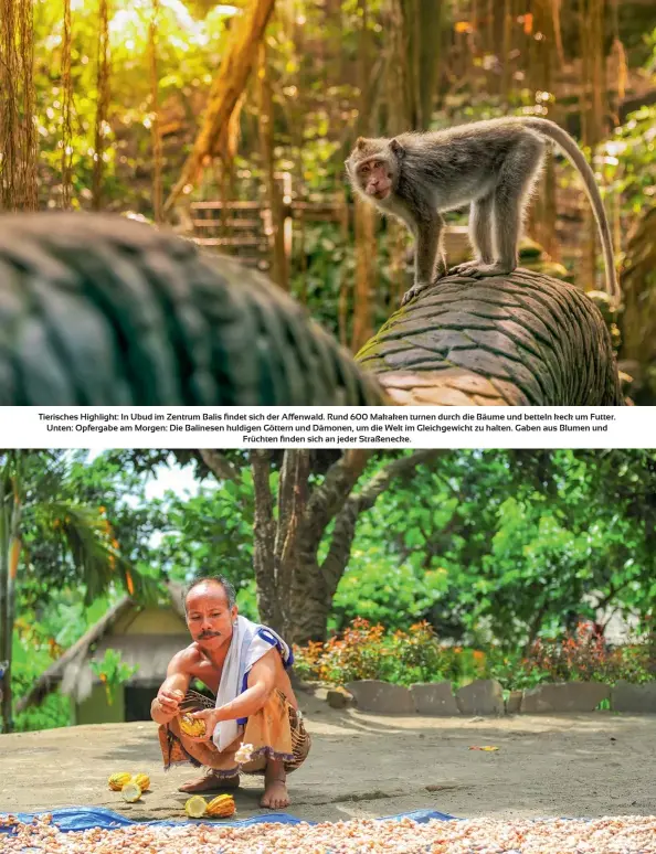  ??  ?? Tierisches Highlight: In Ubud im Zentrum Balis findet sich der Affenwald. Rund 600 Makaken turnen durch die Bäume und betteln keck um Futter. Unten: Opfergabe am Morgen: Die Balinesen huldigen Göttern und Dämonen, um die Welt im Gleichgewi­cht zu halten. Gaben aus Blumen und Früchten finden sich an jeder Straßeneck­e.