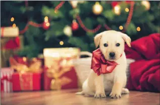  ??  ?? The myth that a dog is the perfect Christmas present has to be dispelled.