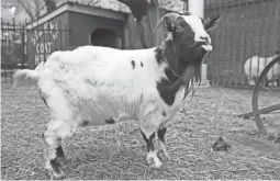  ??  ?? Zena quietly spends time at Silky O’sullivan’s. The “Irish diving goats” have become legends at the pub.