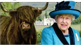  ??  ?? PRIME STOCK: The Queen is one of the top breeders of Highland cattle