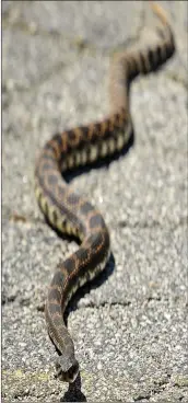  ?? Signal file photo ?? Residents will have a chance to sign up for rattlesnak­e-avoidance training for their dogs at a home in Leona Valley on Oct. 21.