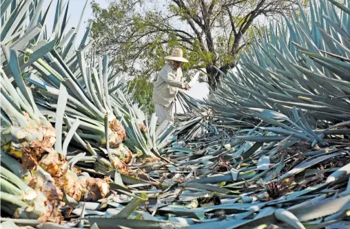  ??  ?? Trabajar en campos de agave fue la opción ante la falta de producción en las tierras de temporal