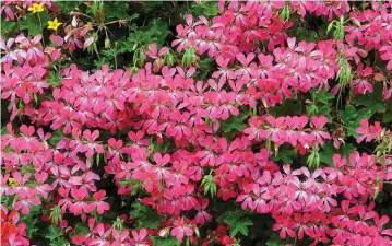  ??  ?? Vibrant: Ivy-leaf Pelargoniu­m Peltatum City of Paris makes a spectacula­r display