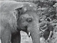  ?? ANJUM NAVEED/AP ?? A veterinari­an from an animal welfare organizati­on comforts Kaavan during an exam Friday in Islamabad, Pakistan.