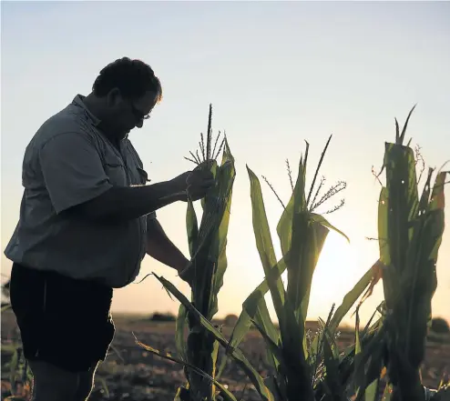  ?? Picture: James Oatway ?? Andries Visser walks among his failed mealies on Klippan farm near Delareyvil­le, North West. SA’s maize farmers are in serious trouble due to a recent severe drought that destroyed the majority of their crops. Their woes were compounded by huge loans and expenses, and now there’s a risk of another drought in the new year.