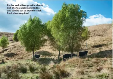  ??  ?? Poplar and willow provide shade and shelter, stabilise hillsides and can be cut to provide stock food when required.