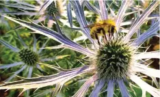  ??  ?? WASHINGTON: This July 5, 2015 photo shows a bumblebee gathering pollen from a clump of eryngo, late-summer-blooming wildflower­s, that are members of the carrot family, in a yard in Langley, Washington. — AP photos