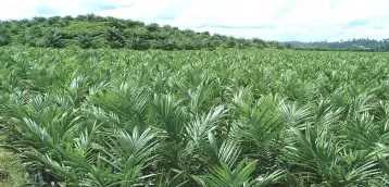  ??  ?? Kenanga Research pegged a mixed outlook for HSP as demand of palm oil is expected to decline due to India’s tariff on edible oils but potentiall­y pick up from China’s side should their US soybean tariffs go into effect.