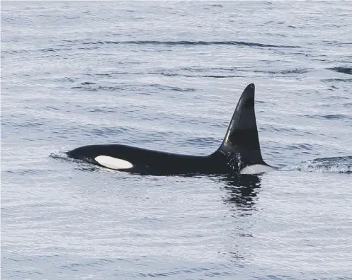  ??  ?? 0 They pod consists of two large males, three females, two juveniles and a new calf