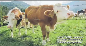  ??  ?? Large cattle numbers are major contributo­rs to methane gas emissions.