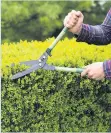  ??  ?? Trim evergreen hedges to keep them smart for summer