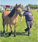  ?? ?? PASTUSI, KOBILE I OMICE Izložena grla ocjenjivan­a su u tri kategorije