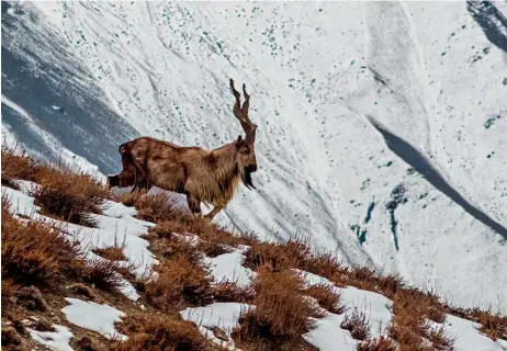  ??  ?? A markhor in Chitral Gol National Park. Pakistan allows a small number of foreign hunters to shoot 12 male goats per season in specified areas. As a result, the markhor population increased enough that in 2015, the Internatio­nal Union for the Conservati­on
of Nature upgraded the species from endangered to near-threatened.