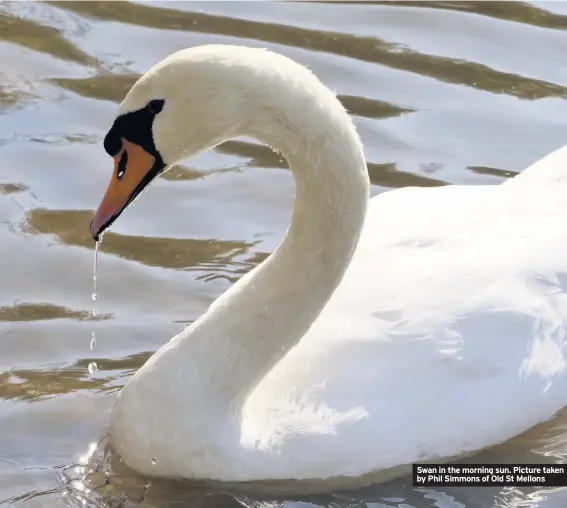  ??  ?? Swan in the morning sun. Picture taken by Phil Simmons of Old St Mellons