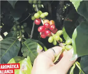  ??  ?? AROMÁTICA
ALIANZA
Los dueños de fincas tienen el compromiso con “Manos por el Café” de procesar el grano maduro recogido y hacerlo llegar a sus baristas que para que puedan mantener su café de especialid­ad.