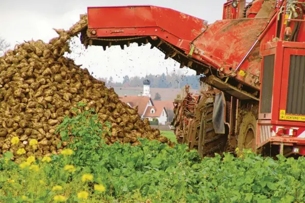  ?? Archivfoto: Martin Golling ?? Der neue Maschinenr­ing Wittelsbac­her Land hat im vergangene­n Jahr rund zehn Millionen Euro Umsatz gemacht, unter anderem bei der Zuckerrübe­nernte.