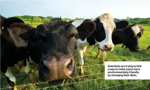  ??  ?? Scientists are trying to find a way to make cows more environmen­tally friendly by changing their diets.