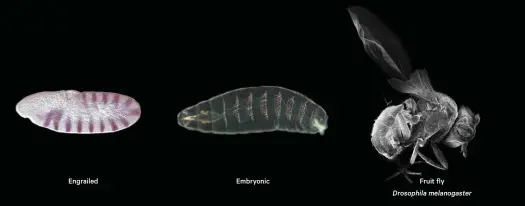  ??  ?? Engrailed
Embryonic
Fruit fly Drosophila melanogast­er Soon after fertilisat­ion, the gene called engrailed quickly lays down the fruit fly grub’s pattern of 15 body segments. Organoids developed utilising similar pattern-forming techniques may offer a solution for Sanfillipo sufferers such as Megan Donnell’s children Isla and Jude (opposite).