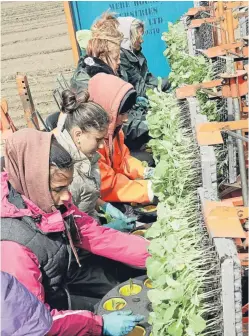  ?? Stephen Picture: Ron ?? UK researcher­s have developed a new broccoli variety that goes from seed to harvest in only eight to 10 weeks.