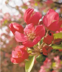  ?? ALLISSA BUNNER/FREELANCE ?? Roland Maurice Jefferson spent his career at the U.S. National Arboretum collecting, cultivatin­g and preserving cherry trees.