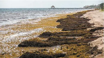  ?? ARACELI LÓPEZ ?? La macroalga que afecta las playas de Quintana Roo duplica su peso y volumen en 18 días.