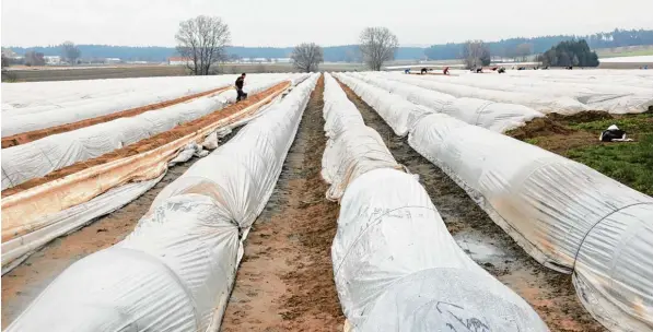  ?? Foto: Erich Echter ?? Warm eingepackt: Auf den beheizten Spargelfel­dern im Wittelsbac­her Land – hier bei Inchenhofe­n – wird das „weiße Gold“bereits seit Längerem geerntet.