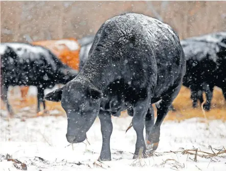  ?? [SARAH PHIPPS, THE OKLAHOMAN] ?? Snow collects on the back of a cow Sunday as it grazes in a field in northwest Oklahoma City.